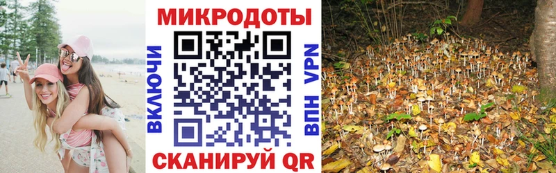 Галлюциногенные грибы Psilocybe  Казань 